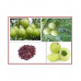 EasySeeds™ Amla , Indian gooseberry ,Amalaka, Phyllanthus emblica,Nilli, Aonla,myrobalan,Malacca tree Seeds