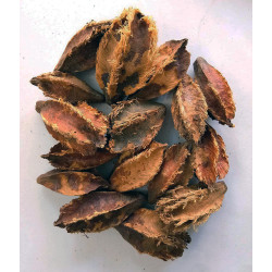 EasySeeds™ Terminalia arjuna, Arjuna Tree , White Marudah , Arjunolic Myrobalan Seeds