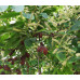 EasySeeds™ Terminalia arjuna, Arjuna Tree , White Marudah , Arjunolic Myrobalan Seeds