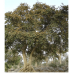 EasySeeds™ Terminalia arjuna, Arjuna Tree , White Marudah , Arjunolic Myrobalan Seeds