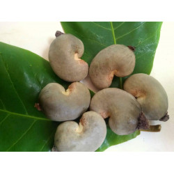 EasySeeds™ Cashew , Kaju , Anacardium occidentale, Cashew Nut , Cashew Apple, Snack nut Seeds