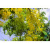 EasySeeds™ Golden Shower Tree, Cassia Fistula, Golden Shower,Indian Laburnum, Pudding Pipe Tree, Golden Rain Tree, Monkey-pod Tree Seeds