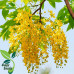 EasySeeds™ Golden Shower Tree, Cassia Fistula, Golden Shower,Indian Laburnum, Pudding Pipe Tree, Golden Rain Tree, Monkey-pod Tree Seeds