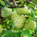 EasySeeds™ Custard Apple, Sweet Apple, Sugar Apple, Sweetsop, Netted Custard Apple, Annona Reticulata,Bull's heart, Sitaphal Seeds