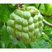 EasySeeds™ Custard Apple, Sweet Apple, Sugar Apple, Sweetsop, Netted Custard Apple, Annona Reticulata,Bull's heart, Sitaphal Seeds