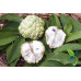 EasySeeds™ Custard Apple, Sweet Apple, Sugar Apple, Sweetsop, Netted Custard Apple, Annona Reticulata,Bull's heart, Sitaphal Seeds