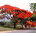 EasySeeds™ Delonix Regia,Royal Poinciana,Flamboyant,Gulmohar,Flame Tree,Red Flame, Phoenix tree Seeds