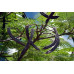 EasySeeds™ Delonix Regia,Royal Poinciana,Flamboyant,Gulmohar,Flame Tree,Red Flame, Phoenix tree Seeds