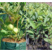 EasySeeds™ Guava , Psidium guajava, the common guava, yellow guava, lemon guava, apple guava ,Amrood Seeds