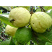 EasySeeds™ Guava , Psidium guajava, the common guava, yellow guava, lemon guava, apple guava ,Amrood Seeds