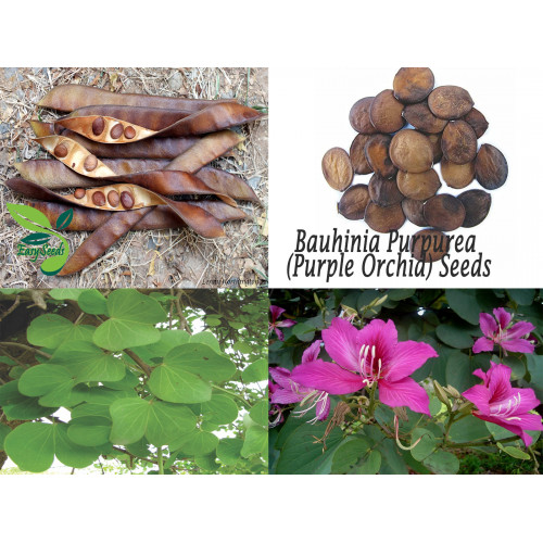 EasySeeds™ Bahunia Purpurea, Kachnar, purple Orchid Tree, Bauhinia, Pink Orchid Tree, Fabaceae, Orchid Tree , Mountain Ebony Seeds