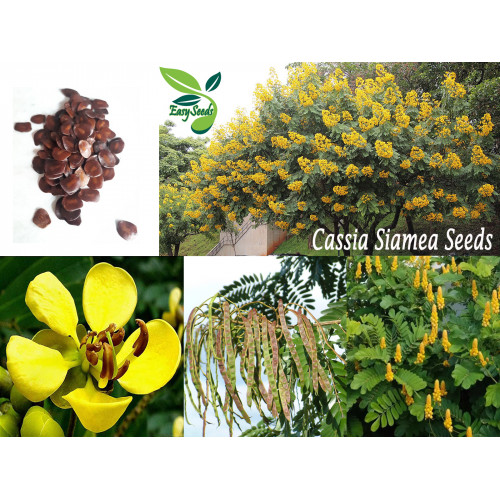 EasySeeds™ Siamese Cassia, Kassod, Cassia Siamea, Senna Siamea, Thailand Shower, Johar, Jahor, Busuk-Busuk, Petai Belalang Seeds