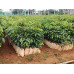 EasySeeds™ Honduran Mahogany,Mahogany ,Swietenia macrophylla Tree Seeds for growing Swietenia Plant Seed