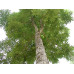 EasySeeds™ Honduran Mahogany,Mahogany ,Swietenia macrophylla Tree Seeds for growing Swietenia Plant Seed