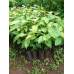 EasySeeds™ Honduran Mahogany,Mahogany ,Swietenia macrophylla Tree Seeds for growing Swietenia Plant Seed