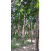 EasySeeds™ Honduran Mahogany,Mahogany ,Swietenia macrophylla Tree Seeds for growing Swietenia Plant Seed