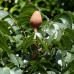 EasySeeds™ Honduran Mahogany,Mahogany ,Swietenia macrophylla Tree Seeds for growing Swietenia Plant Seed
