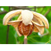EasySeeds™ Honduran Mahogany,Mahogany ,Swietenia macrophylla Tree Seeds for growing Swietenia Plant Seed