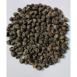 EasySeeds™ Moringa Seeds,emillas de Moringa,Drumstick Tree, Moringa oleifera, West Indian ben Wingless Seeds