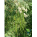 EasySeeds™ Moringa Seeds,emillas de Moringa,Drumstick Tree, Moringa oleifera, West Indian ben Wingless Seeds