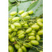 EasySeeds™ Azadirachta indica, Neem, nimtree or Indian lilac, Dogoyaro, Margosa, lila India Seeds