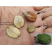 EasySeeds™ Parijat, Harsingar, Night Jasmine Flower, Nyctanthes arbor-tristis, Coral Jasmine, Tree of Sorrow, Queen of the night Seeds
