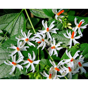 EasySeeds™ Parijat, Harsingar, Night Jasmine Flower, Nyctanthes arbor-tristis, Coral Jasmine, Tree of Sorrow, Queen of the night Seeds