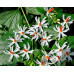 EasySeeds™ Parijat, Harsingar, Night Jasmine Flower, Nyctanthes arbor-tristis, Coral Jasmine, Tree of Sorrow, Queen of the night Seeds