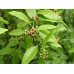 EasySeeds™ Santalum album, White Sandal Wood, Chandan ,Indian sandalwood, Sirium myrtifolium, Santalum ovatum Seeds