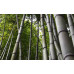 EasySeeds™ Bambusa gigantea,Giant Bamboo, Dragon Bamboo, Dendrocalamus giganteus Seeds