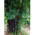 EasySeeds™ Bambusa gigantea,Giant Bamboo, Dragon Bamboo, Dendrocalamus giganteus Seeds