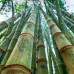 EasySeeds™ Bambusa gigantea,Giant Bamboo, Dragon Bamboo, Dendrocalamus giganteus Seeds