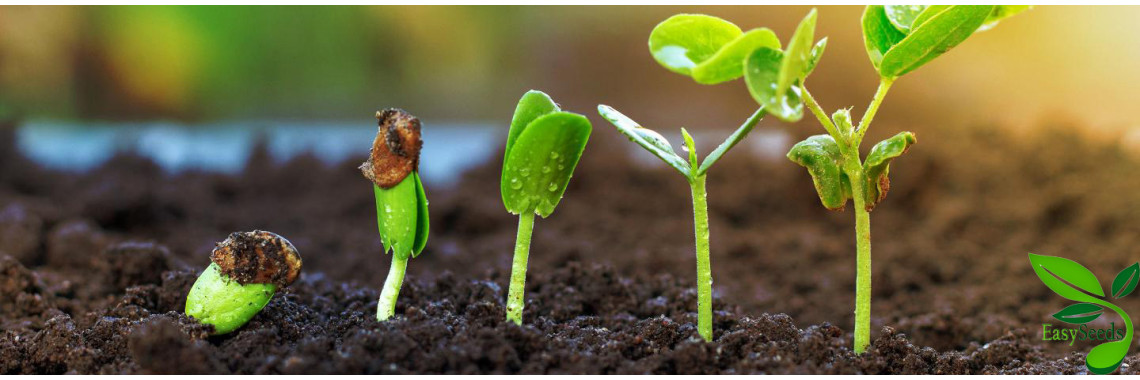 Nursery Plant Growth