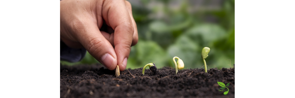 Sowing Seeds